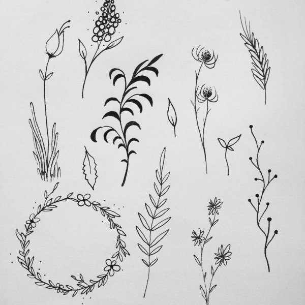 Зарисовки мелких растений