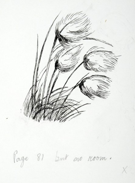 Зарисовки травинок