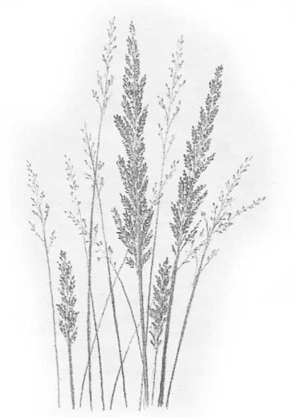 Трава карандашом