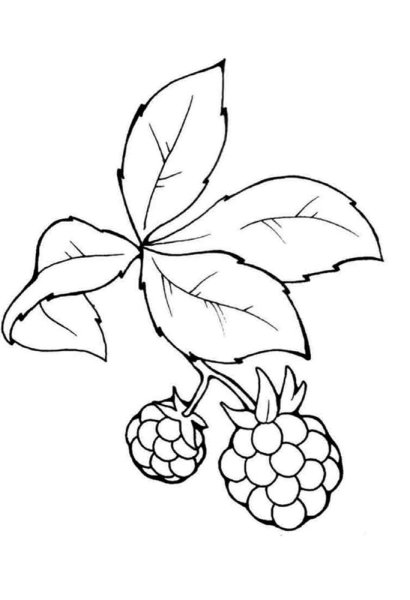 Малина раскраска