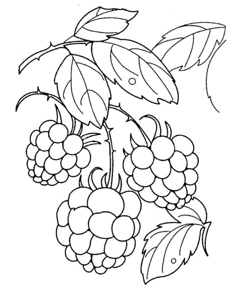 Ягоды раскраска для детей