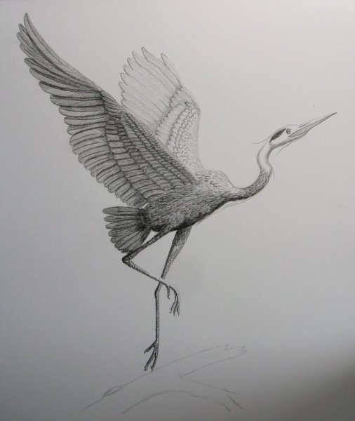 Журавль рисунок карандашом