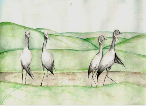 Журавль рисунок