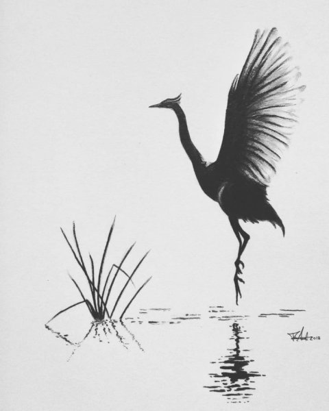 Журавль рисунок