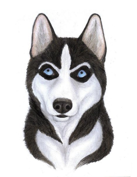 Рисование собаки хаски