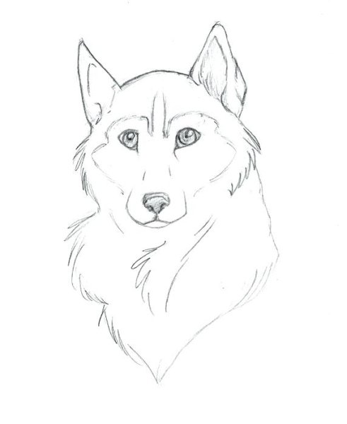Рисунок собаки карандашом для срисовки
