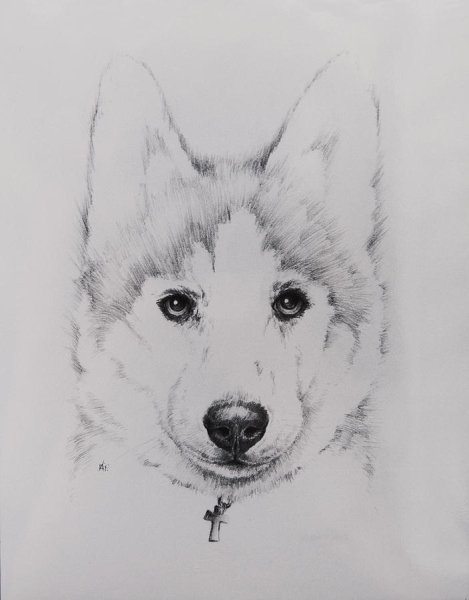 Рисование собаки хаски