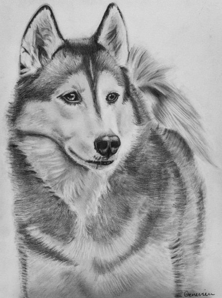 Хаски карандашом