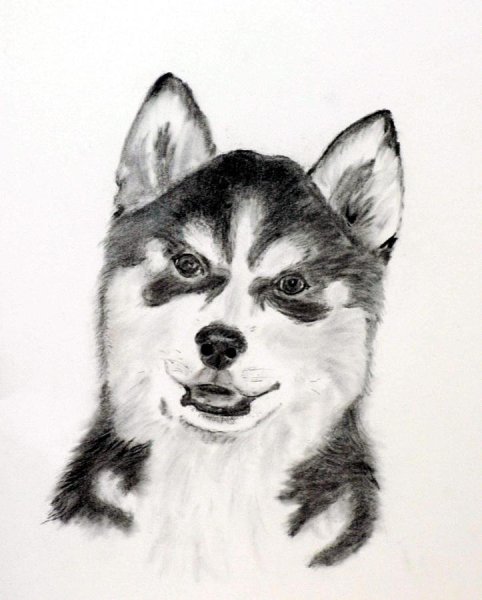 Хаски карандашом