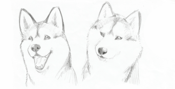 Хаски рисунок карандашом