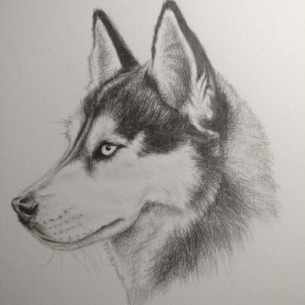 Хаски рисунок