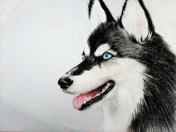 Хаски карандашом