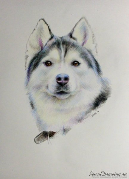 Хаски цветными карандашами