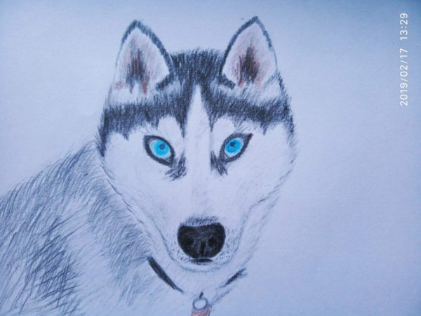 Рисование собаку хаску легко