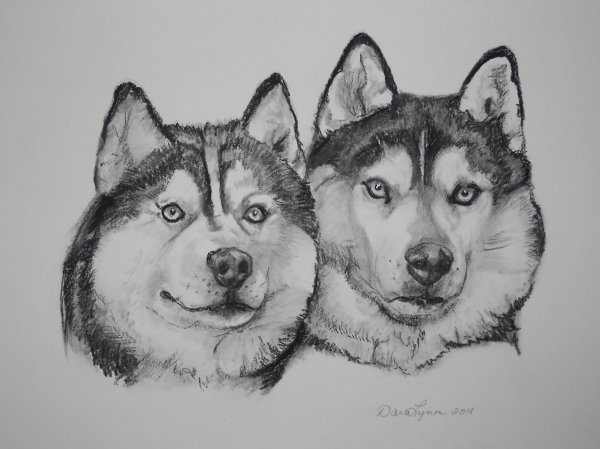 Картинки хаски для срисовки