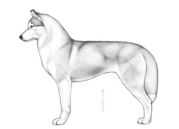 Анатомия собаки хаски