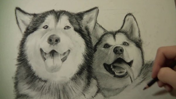Хаски простым карандашом