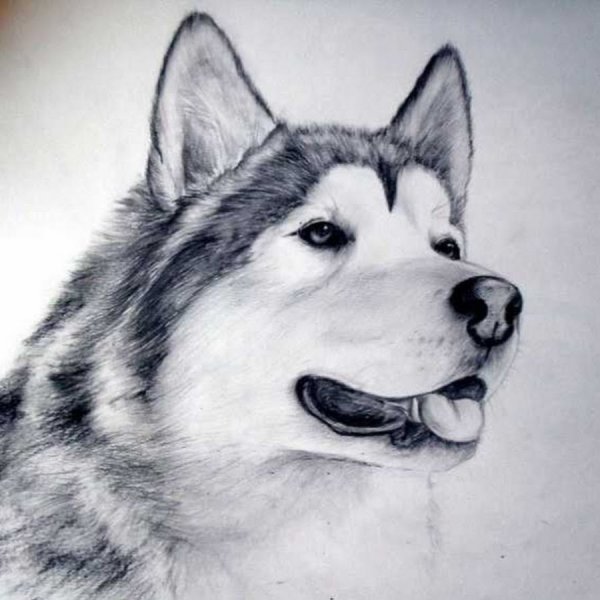 Аляскинский маламут рисунок карандашом