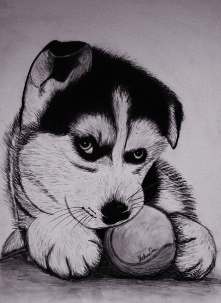 Хаски для срисовки