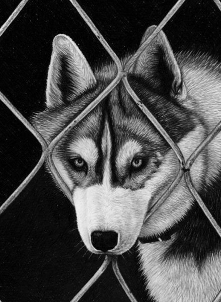 Срисовки хаски бандит