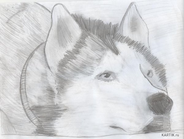 Рисунки хаски простым карандашом