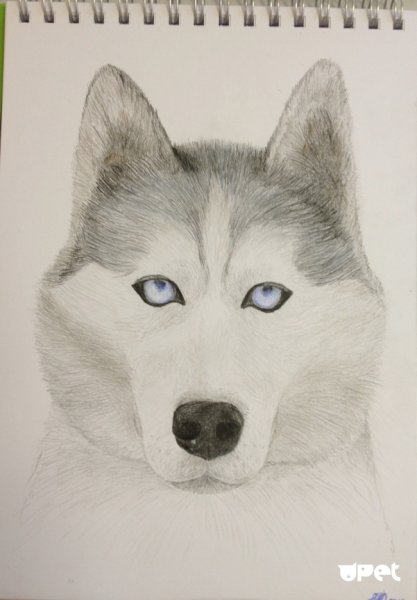 Хаски карандашом