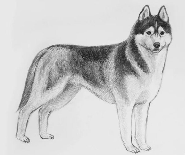 Хаски набросок