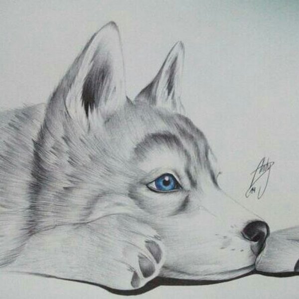 Рисунки карандашом для срисовки хаски