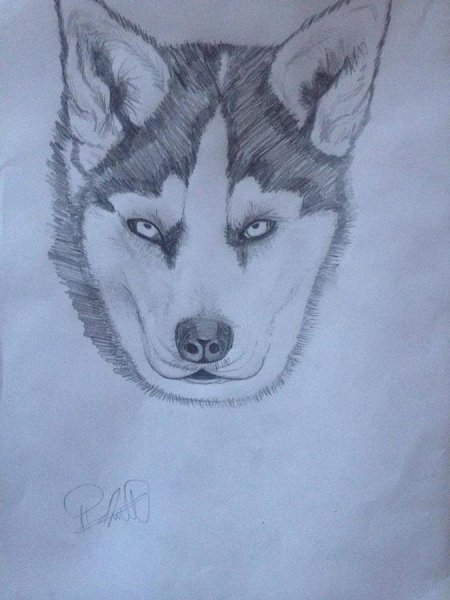 Портрет собаки карандашом хаски