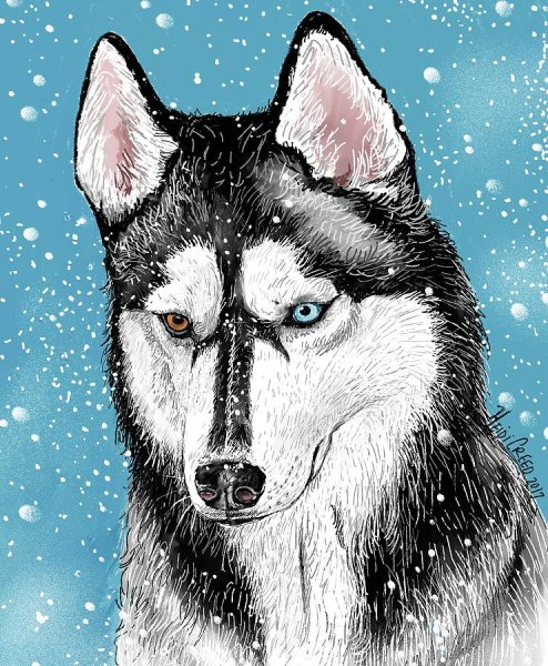 Хаски рисунок