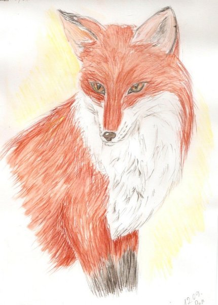 Лиса для срисовки