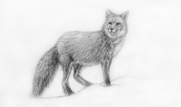 Лиса карандашом
