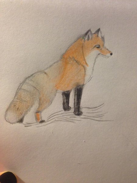 Лиса сзади рисунок