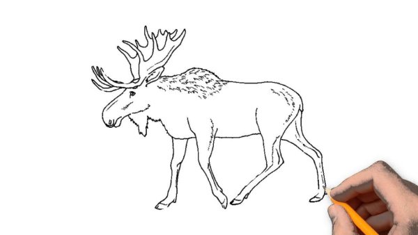 Лось рисунок