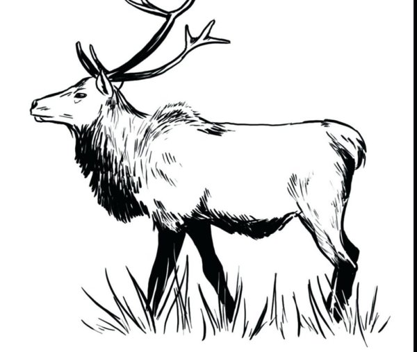 Лось карандашом