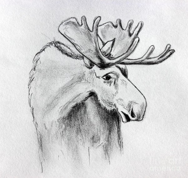 Рисование Лось