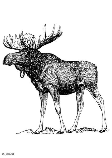 Лось набросок карандашом