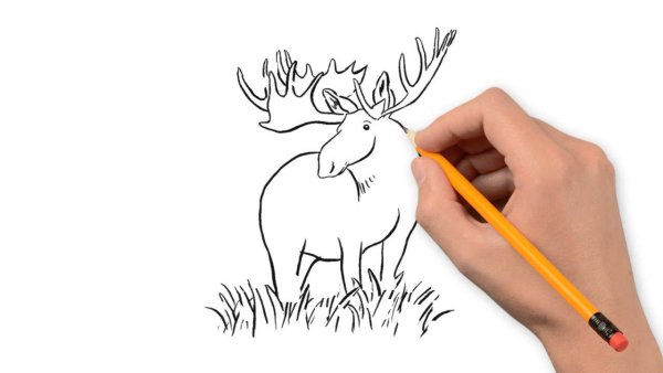 Поэтапное рисование лося для детей