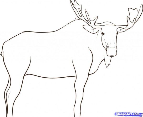 Поэтапный рисунок лося