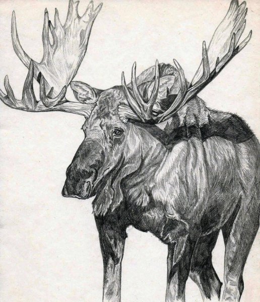 Лось цветными карандашами