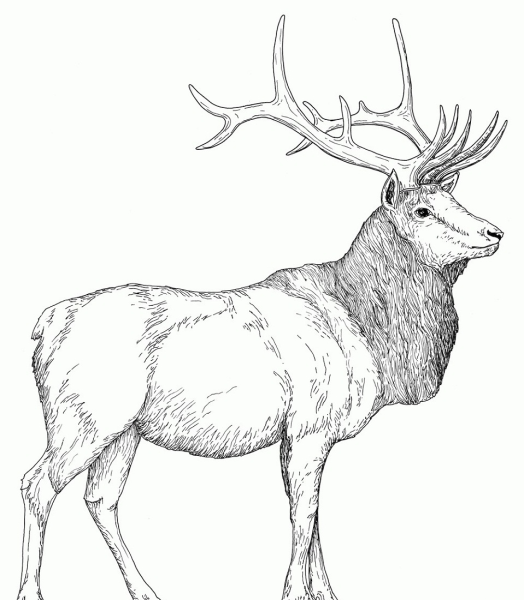 Северный олень раскраска для детей