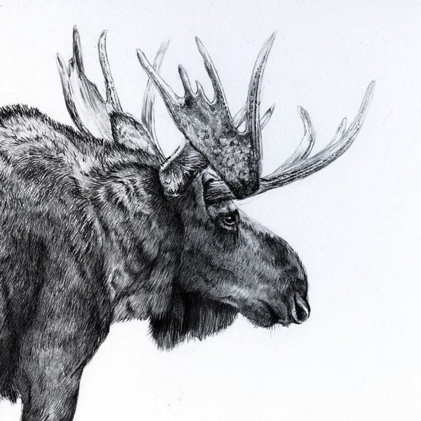 Лось карандашом