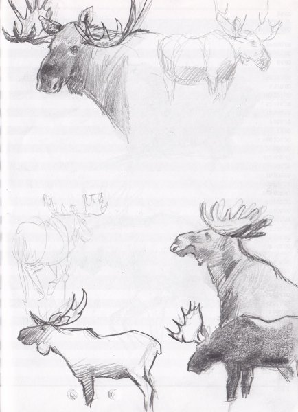 Рисование Лось