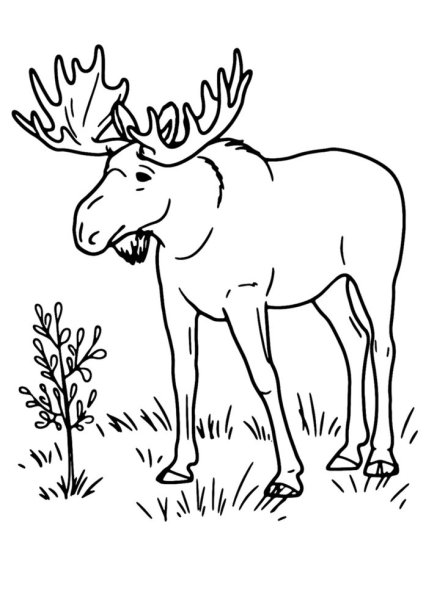 Лось раскраска