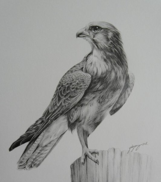 Зарисовка Сокола