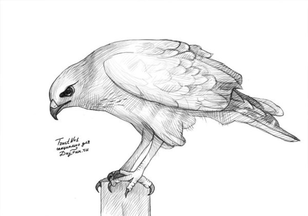 Сокол карандашом для начинающих