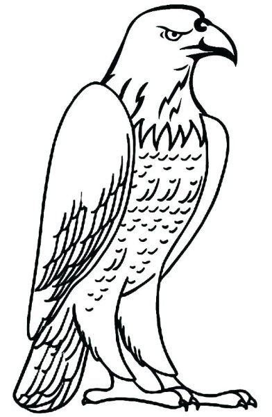 Рисование хищных птиц