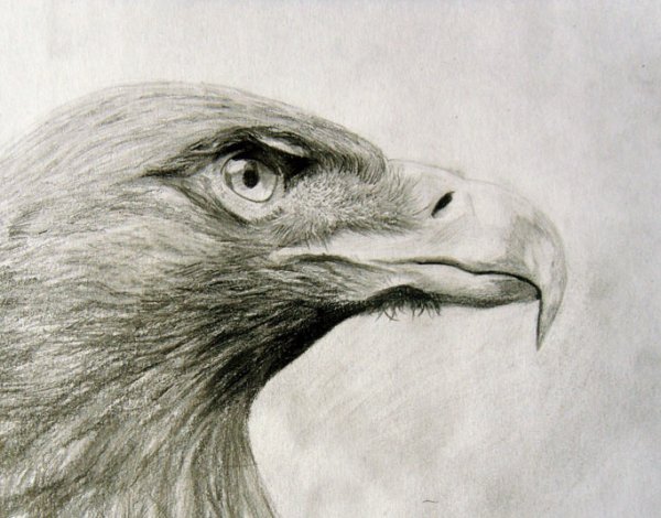 Нарисовать ястреба