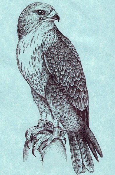 Сокол Сапсан тату