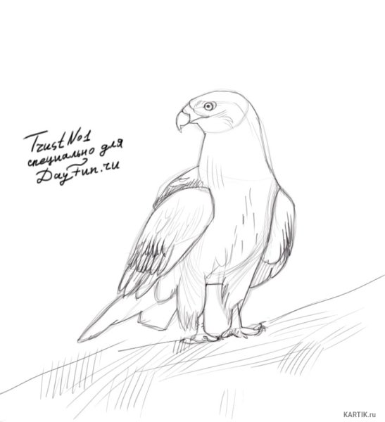 Поэтапное рисование орла карандашом